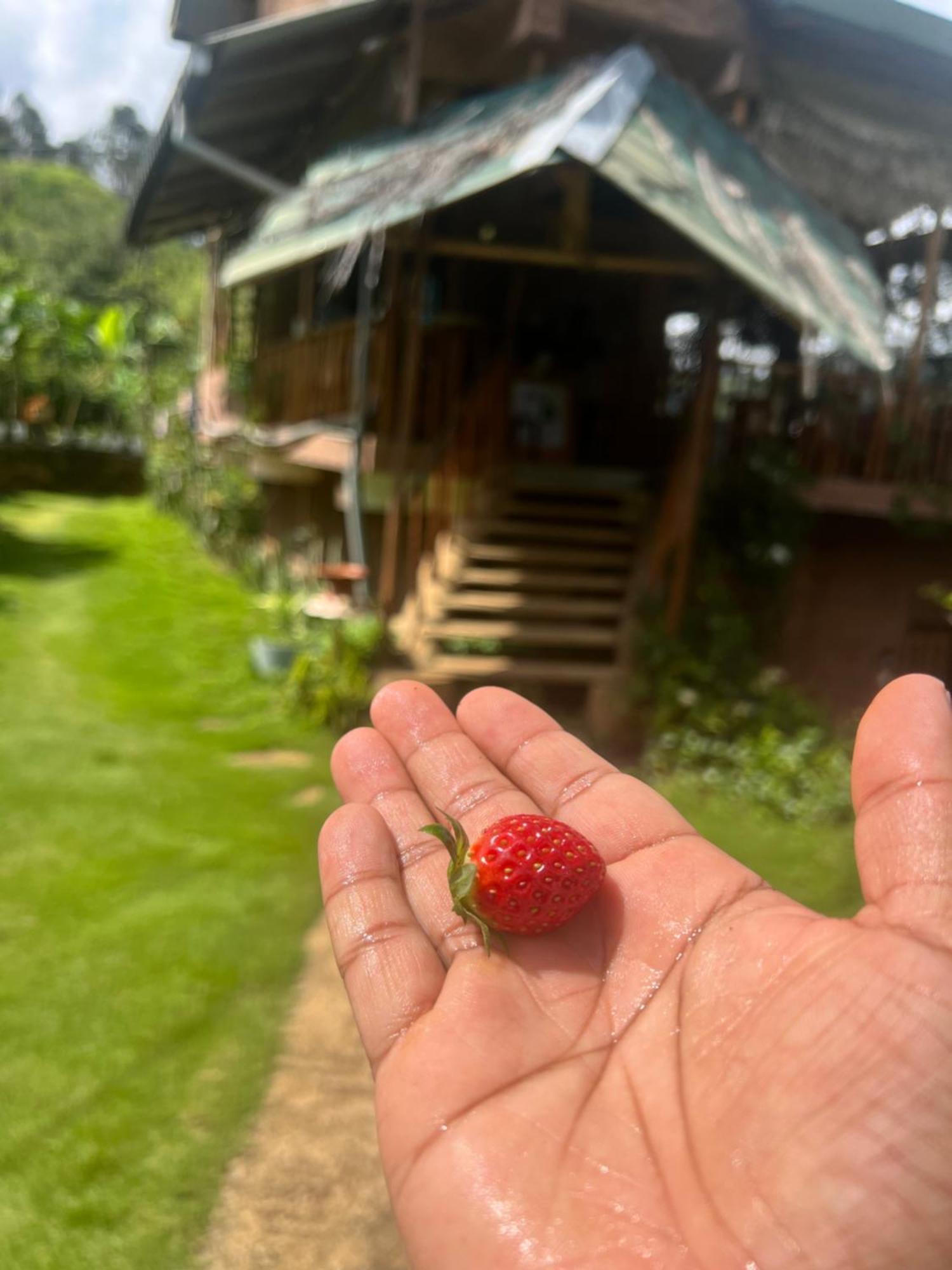 Ella Rock Grun Cottage Bagian luar foto
